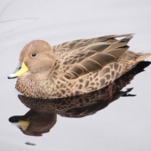 Harold Grimes - “Swimming on Glass” – http://www.overthesidephotography.com/