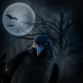 2nd Place – Julie Powell - “The Crow” – www.juliepowellphotography.com