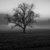 Hon. Mention - James McRoberts - “Lonely Tree” – www.jimmymcroberts.com