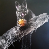 Jan Lowe - "Bushtail Possum” – http://www.janlowefineart.com/