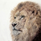 Alexandra Arsene - "Majesty” – http://www.alexarsenefineart.com/