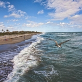 Sandy Friedkin – “Diving for Lunch” - https://sandyfriedkin.smugmug.com/browse