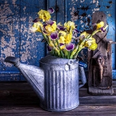 Lynette Gram Photography - "Garden Iris” – http://www.lynettegramphotography.com/