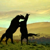 Hon. Mention - Gaylord Mink - "Wild Horse Fight” – https://gaylordmink.zenfolio.com