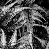 Lloyd (1) Img #2 Fern Abstraction