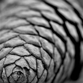 Cassin (1) Img #4 Pinecone Secrets