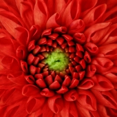 Gemeni (1) Img #1  Dahlia